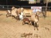 4+4 X MEATMASTERS EWE FREDERIK SMITH (Per animal to take the lot)