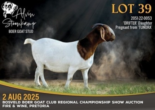 1 X BOER GOAT FLOCK DOE Alvin Steenkamp Boer Goat Stud