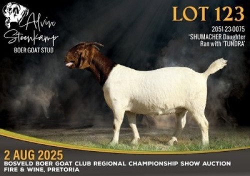 WITHDRAWN - 1 X BOER GOAT DOE Alvin Steenkamp Boer Goat Stud