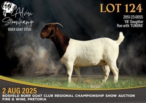 WITHDRAWN - 1 X BOER GOAT DOE Alvin Steenkamp Boer Goat Stud