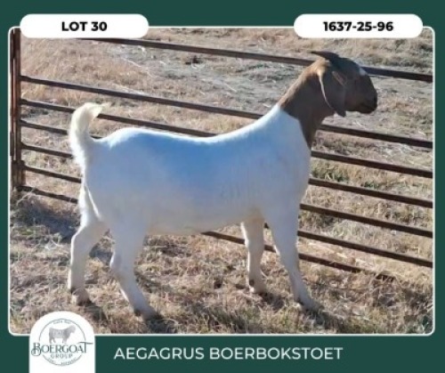 1 X BOER GOAT FLOCK DOE Aegagrus Boerbok stoet