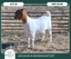 1 X BOER GOAT FLOCK DOE Aegagrus Boerbok stoet - 2