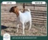 1 X BOER GOAT FLOCK DOE Aegagrus Boerbok stoet - 3