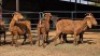 4 X KALAHARI RED DOE WP CUSSONS (Per animal to take the lot)