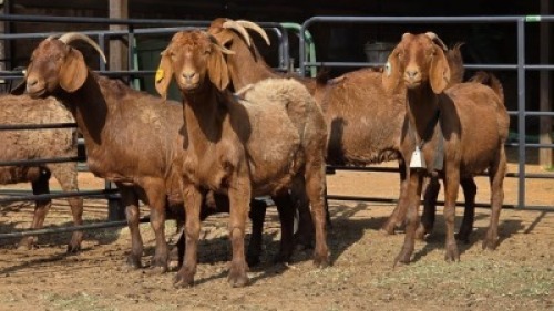 4 X KALAHARI RED DOE WP CUSSONS (Per animal to take the lot)