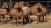 4 X KALAHARI RED DOE WP CUSSONS (Per animal to take the lot)
