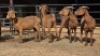 4 X KALAHARI RED DOE WP CUSSONS (Per animal to take the lot)
