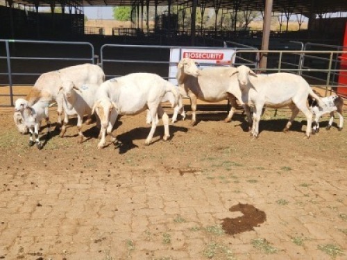 4+4 X MEATMASTERS EWE FREDERIK SMITH (Per animal to take the lot)