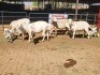 4+4 X MEATMASTERS EWE FREDERIK SMITH (Per animal to take the lot)