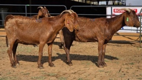 4 X KALAHARI RED DOE WP CUSSONS (Per animal to take the lot)