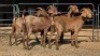 4 X KALAHARI RED DOE WP CUSSONS (Per animal to take the lot)