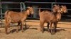 3 X KALAHARI RED DOE WP CUSSONS (Per animal to take the lot)