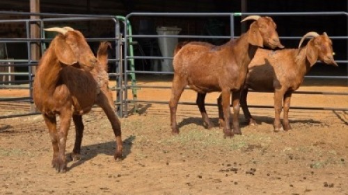 3 X KALAHARI RED DOE WP CUSSONS (Per animal to take the lot)