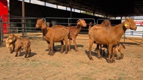 4+3 X KALAHARI RED DOE WP CUSSONS (Per animal to take the lot)