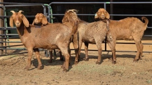 4 X KALAHARI RED DOE WP CUSSONS (Per animal to take the lot)