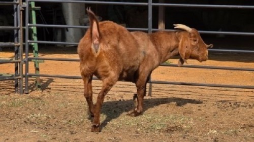 1 X KALAHARI RED DOE WP CUSSONS