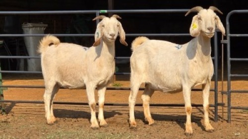 2 X SAVANNA DOE WP CUSSONS (Per animal to take the lot)