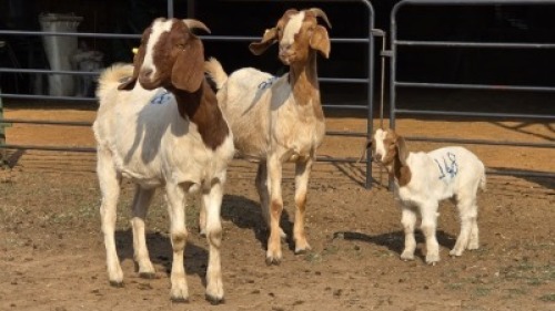 2+1 X BOER GOAT DOE WP CUSSONS (Per animal to take the lot)