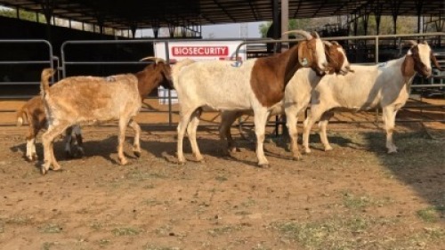 4+1 X BOER GOAT DOE WP CUSSONS (Per animal to take the lot)