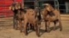 4 X KALAHARI RED BUCK WP CUSSONS (Per animal to take the lot)