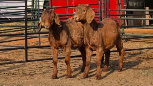 2 X KALAHARI RED BUCK WP CUSSONS (Per animal to take the lot)