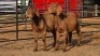 2 X KALAHARI RED BUCK WP CUSSONS (Per animal to take the lot)