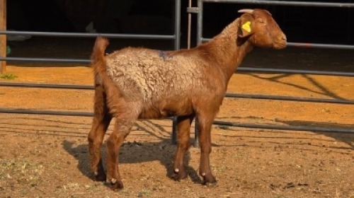 1 X KALAHARI RED DOE WP CUSSONS
