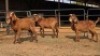 3 X KALAHARI RED BUCK WP CUSSONS (Per animal to take the lot)