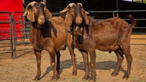 2 X KALAHARI RED BUCK WP CUSSONS (Per animal to take the lot)