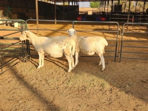 2 X DORPER EWE DIMAR BOERDERY (Per animal to take the lot)