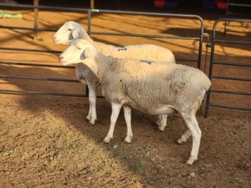2 X DORPER EWE DIMAR BOERDERY (Per animal to take the lot)
