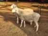 2 X DORPER EWE DIMAR BOERDERY (Per animal to take the lot)