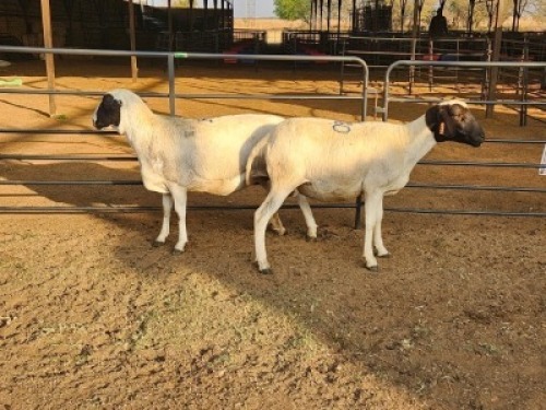 2 X DORPER EWE DIMAR BOERDERY (Per animal to take the lot)