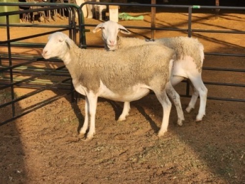 2 X DORPER EWE DIMAR BOERDERY (Per animal to take the lot)