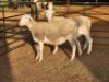 2 X DORPER EWE DIMAR BOERDERY (Per animal to take the lot)