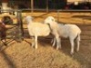 2 X DORPER EWE DIMAR BOERDERY (Per animal to take the lot)