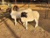 3 X DORPER EWE DIMAR BOERDERY (Per animal to take the lot)