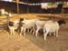 5 X DORPER EWE DIMAR BOERDERY (Per animal to take the lot)