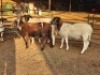 3 X DORPER EWE DIMAR BOERDERY (Per animal to take the lot)