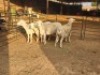 4 X DORPER EWE DIMAR BOERDERY (Per animal to take the lot)
