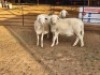 3 X DORPER EWE DIMAR BOERDERY (Per animal to take the lot)