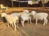 4 X DORPER EWE DIMAR BOERDERY (Per animal to take the lot)