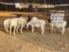 6 X DORPER EWE DIMAR BOERDERY (Per animal to take the lot)