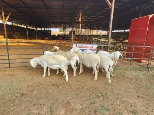 6 X DORPER EWE DIMAR BOERDERY (Per animal to take the lot)