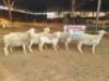 6 X DORPER EWE DIMAR BOERDERY (Per animal to take the lot)