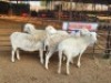 4 X DORPER EWE DIMAR BOERDERY (Per animal to take the lot)