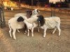 4 X DORPER EWE DIMAR BOERDERY (Per animal to take the lot)