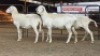 3 X DORPER EWE DIMAR BOERDERY (Per animal to take the lot)