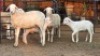 2+2 X DORPER EWE DIMAR BOERDERY (Per animal to take the lot)