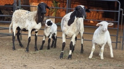2+2 X DORPER EWE DIMAR BOERDERY (Per animal to take the lot)